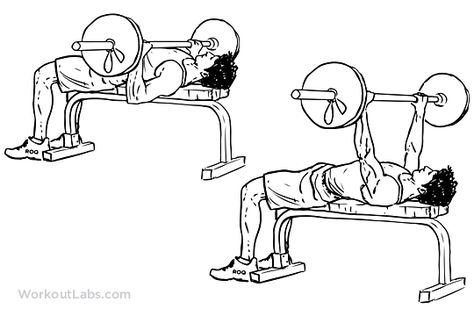 Barbell Bench Press / Chest Press | Illustrated Exercise guide ... Barbell Bench Press, Chest Day Workout, Dumbbell Chest Workout, Bench Press Workout, Gym Girlie, Chest Workout For Men, Chest Workout Routine, Push Pull Legs, Best Chest Workout