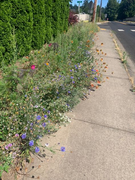 #sidewalk #sidewalkflowers #summer Background References, Detox Day, Pink Filter, Womp Womp, Appreciate Life, Ap Art, Flower Pictures, Spring Flowers, Art Ideas