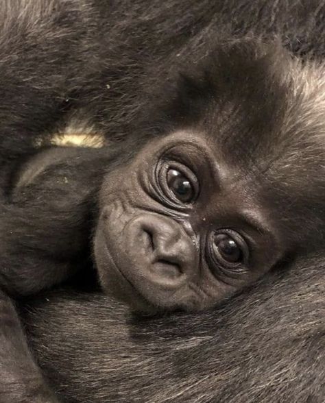 Baby gorilla. Photographer unknown. Peaceable Kingdom, Gorillas In The Mist, Baby Chimpanzee, Baby Gorilla, Gorillas Art, Baby Monkeys, Baby Gorillas, Monkey Pictures, Monkey Face