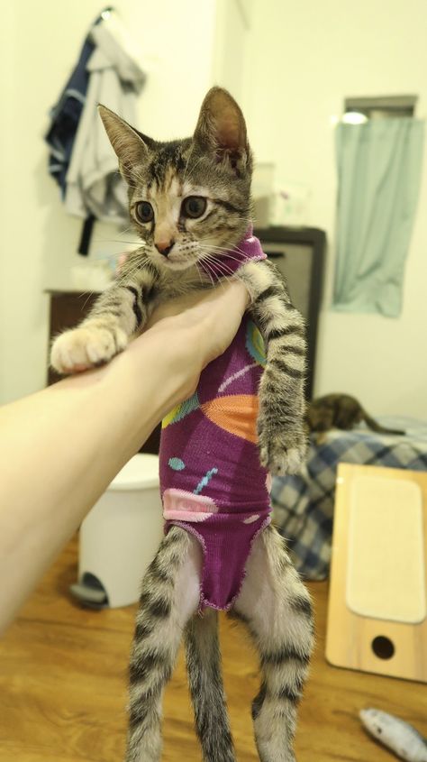 Kitten Sock Onesie - DIY Craft For Your Furbabies After Spay/Neuter Day! - Cole & Marmalade Cat Spay Recovery Shirt Diy, Diy Cat Recovery Suit, Diy Cat Onesie, Cat Spay Recovery Tips, Kitten Diy Ideas, Diy Kitten Clothes, Cat Haircuts, Onesie Diy, Sock Cat