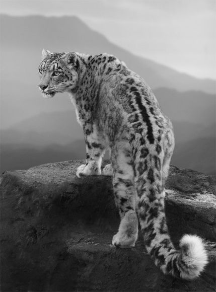 Snow Leopard, Paul Bussell, UK                                                                                                                                                                                 More Macan Tutul, Gato Grande, Clouded Leopard, Animale Rare, Cat Family, Cheetahs, Large Cats, Snow Leopard, Leopards