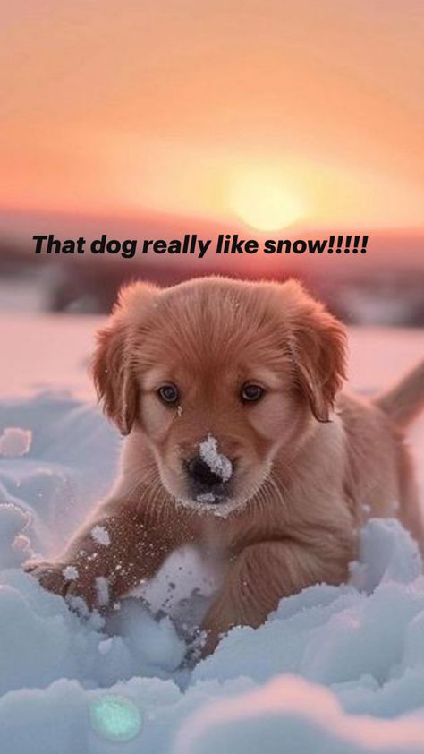 Fluffy Golden Retriever Puppy, Golden Retriever Puppy Aesthetic, Puppies In The Snow, Puppy In Snow, Puppies Golden Retriever, Dogs In Snow, Cute Puppies Golden Retriever, Cute Golden Retriever Puppy, Puppy Golden Retriever