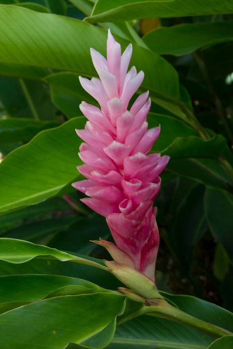 Pink Ginger Flower, Ginger Plant Flower, Pink Ginger, Ginger Plant, Ginger Flower, Rustic Inspiration, Ishigaki, Tropical Forest, Hawaiian Flowers