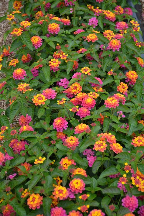 Click to view a full-size photo of Lucky Sunrise Rose Lantana (Lantana camara 'Lucky Sunrise Rose') at Westwood Gardens Lantana Flower, Lantana Plant, Plants That Repel Bugs, Lantana Camara, Ideas Garden Design, Low Water Gardening, Diy Garden Fountains, Gardening Landscaping, Gardening Design