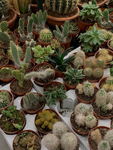 Cactuses Aesthetic, Frankie Core, Kristen Core, Cacti Aesthetic, Mallory Core, Maddie Aesthetic, Destiny Core, Quinn Core, Kenzie Core