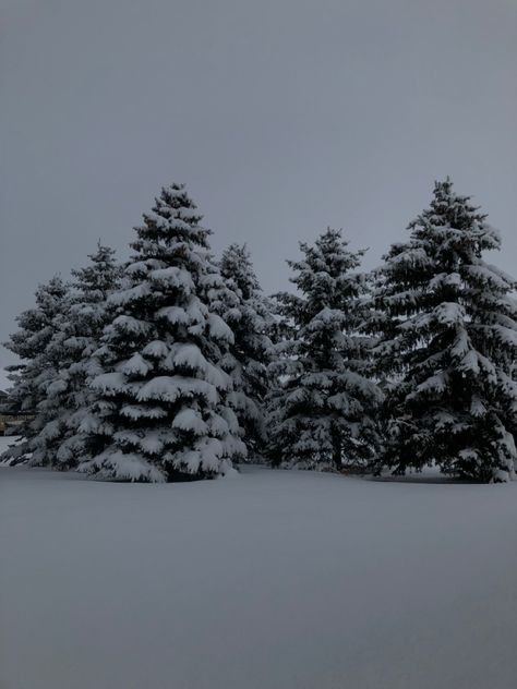 Five pine trees covered in and surrounded by snow Winter Pine Forest, Snow On Pine Trees, Pine Trees In Snow, Phone Themes Winter, Snowy Evergreen Trees, January Aesthetic, Ski Drawing, Snow Covered Pine Trees, Snowy Pine Trees