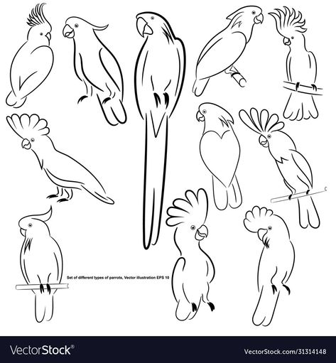 Types Of Parrots, Zoo Logo, Sketch Outline, Parrot Tattoo, Parrots Art, Animal Images, Pet Logo Design, Hand Embroidery Projects, Tattoo Outline