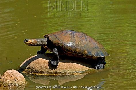 River Turtle, Freshwater Turtles, Animal References, Turtle Love, Cute Turtles, Wild Nature, Zoology, South American, Venom