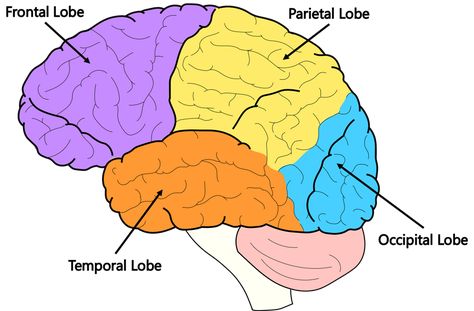 Brain Facts: The Four Lobes #brain #psychology #science #kids #worksheets #education #learn Lobes Of The Brain, Brain Template, Brain Lobes, Brain Diagram, Word Ladders, Occipital Lobe, About Brain, Brain Images, Frontal Lobe