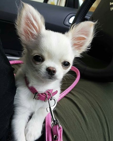 Lou Dog, Psy Chihuahua, Big Dogs Breeds, Biggest Dog In The World, Teacup Puppy, Tiny Puppy, Biggest Dog, Teacup Chihuahua Puppies, Puppy Mom