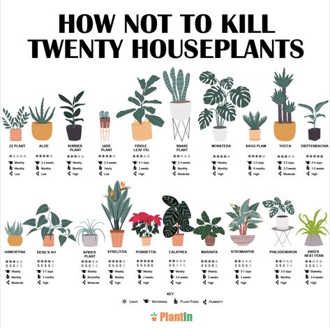 List Of House Plants, Pretty Plants Aesthetic, House Plant Tips, Plant Knowledge, Plants Guide, Different Types Of Plants, Flowering House Plants, Types Of Houseplants, Easy House Plants