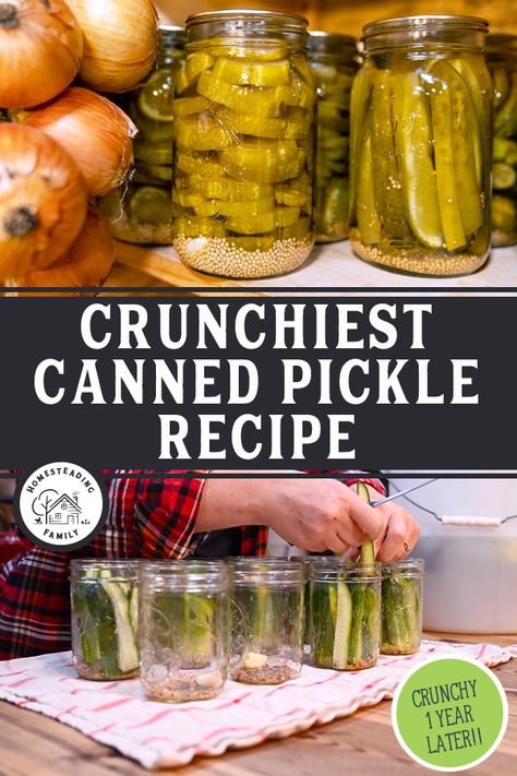 Best Canned Pickles, Pickled Pickles Recipes, Best Pickle Recipe For Canning, Pickled Cucumbers Canned, Crunchy Canned Pickles, Canned Cucumbers Pickles Recipe, Ways To Can Cucumbers, Canning Dill Pickles Recipe Crunchy, How To Can Cucumbers Pickles Recipe