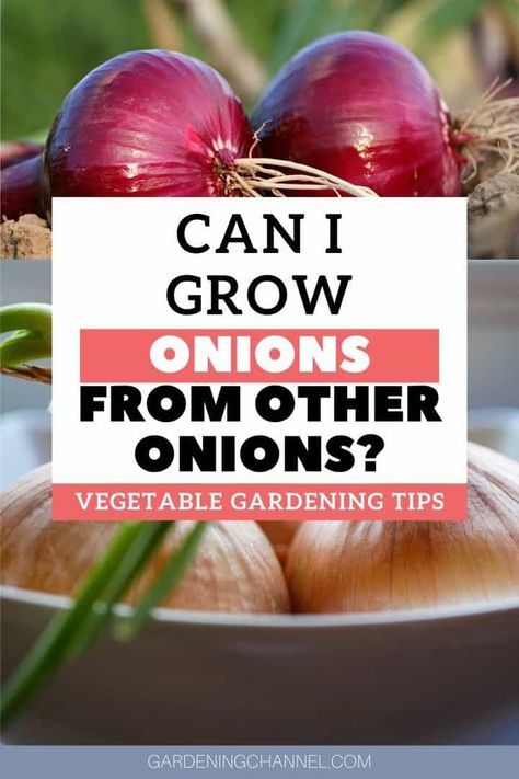 How do you grow onions from an onion? - Gardening Channel Onion Growing, Plant Onions, Onion Garden, Grow Onions, Regrow Vegetables, Growing Onions, Onion Bulbs, Planting Onions, Onion Vegetable