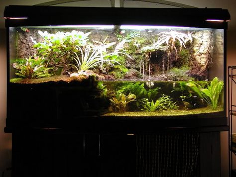 Tim's 72 gallon paludarium Dart Frog Terrarium, Tree Frog Terrarium, Dart Frog Vivarium, Turtle Terrarium, Terrarium Tank, Frog Terrarium, Turtle Aquarium, Frog Tank, Aquarium Garden