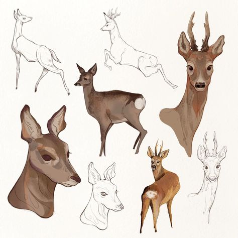 Finally able to share the work I did for The Missing Lynx project, an interactive touring exhibition. I was the illustrator on the project (Ill share more details soon). There was a LOT, but I thought I would share the deer first. Roe deer apparently make up the majority of a lynx diet and ended up being one of my favourite animals to draw during the project. #wildlifeillustration #wildlifeart #themissinglynxproject #roedeerart #procreate #deerart #deerillustration Deer With Teeth, Roe Deer Drawing, Deer Cartoon Drawing, Deer Drawing Sketches, Drawing A Deer, Deer Fursona, Deer Doodle, Deer Character, Drawing Deer