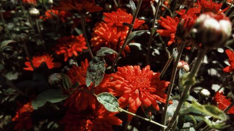 Red Dahlia Aesthetic, Red Chrysanthemum Aesthetic, Chrysanthemum Aesthetic, Wholesome Aesthetic, Red Chrysanthemum, Aesthetic Flowers, Chrysanthemum, Dahlia, Collage