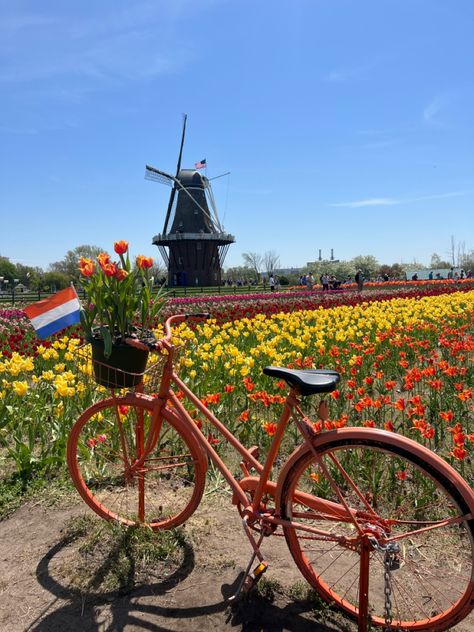 Tulip Field Amsterdam, Amsterdam Tulip Festival, Holland Tulip Festival, Dutch Culture Aesthetic, Tulip Festival Amsterdam, Amsterdam Tulip Fields, Holland Tulip Fields, Netherlands Culture, Tulip Holland