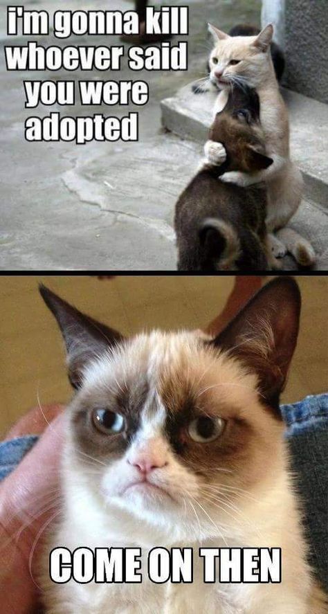 Grumpy Cat Images, Grumpy Cat Memes, Grumpy Cat Meme, Grumpy Cat Quotes, Grumpy Cats, Cat Humor, Cat Jokes, Meme Comics, Grumpy Cat Humor