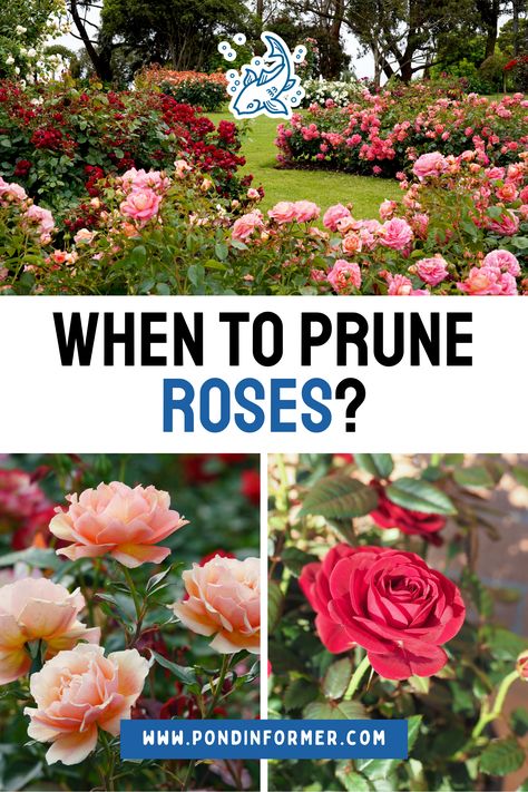 Prune your roses at the right time for a lush, blooming garden. Early spring pruning helps your roses thrive and produce more flowers. Follow our guide for the best rose pruning techniques.  #RosesPruning #GardeningTips #Pruning #GardenMaintenance #Gardening #FlowerCareGuide #PlantCareGuide #OptimalPruning #Roses #PruneRoses #Flower #PruningRoses #PruningCare #Prune #PondInformer #FlowerCare Country Roses Flower, Pruning Roses In Fall, How To Prune Roses, Small Rose Garden Ideas, Spring Pruning, When To Prune Roses, Hydrangea Plant Care, Prune Roses, Rose Pruning