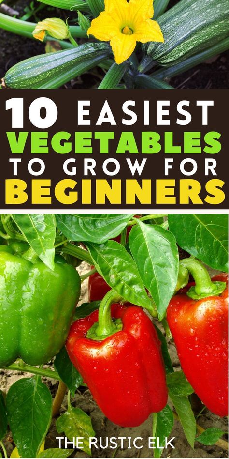 Discover the joy of gardening with our top tips for beginners! Find out which vegetables are the easiest to grow, even if you've never planted before, plus how to start and grow each one. Get started on your green thumb journey and enjoy fresh, home-grown produce straight from your backyard. Your beginner gardener success starts here! How To Start Vegetable Garden, How To Start A Vegetable Garden, Easiest Vegetables To Grow, Start Gardening, Growing Your Own Food, When To Plant Vegetables, Vegetables To Grow, Backyard Garden Diy, Vegetable Design