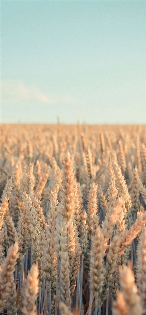 Rye Field, Wallpaper Iphone Ios7, Iphone X Wallpaper, X Wallpaper, Wallpaper Estetika, Nature Iphone Wallpaper, Image Nature, Cute Flower Wallpapers, Trendy Wallpaper