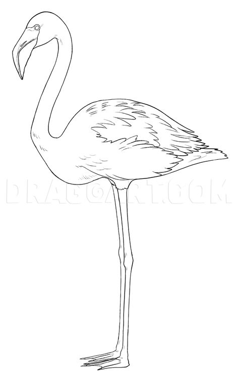 How To Draw Flamingos, Step by Step, Drawing Guide, by makangeni | dragoart.com Draw Flamingo, Flying Flamingo, Leg Drawing, Free Procreate Brushes, Flamingo Painting, Free Procreate, Procreate Brushes Free, Drawing Guide, Flamingo Art