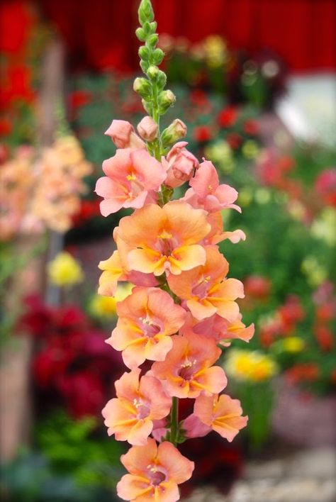 Full Sun Annuals, Full Sun Flowers, Snapdragon Flowers, Cut Flower Garden, Flower Farm, Beautiful Blooms, Flower Seeds, Outdoor Plants, Dream Garden