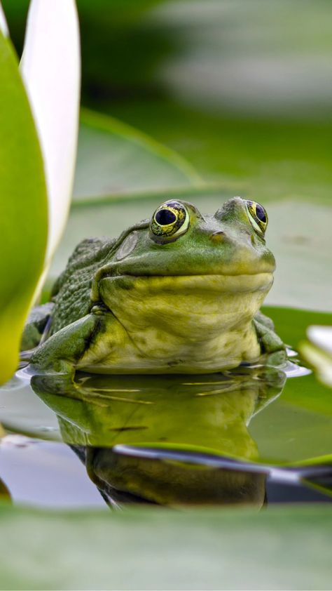 American Bullfrog Wallpapers - Wallpaper Cave Frog Frog, Frog Wallpaper, Wallpaper For Phone, Frog Pictures, Cute Frog, Green Frog, Smartphone Wallpaper, Frog And Toad, Reptiles And Amphibians