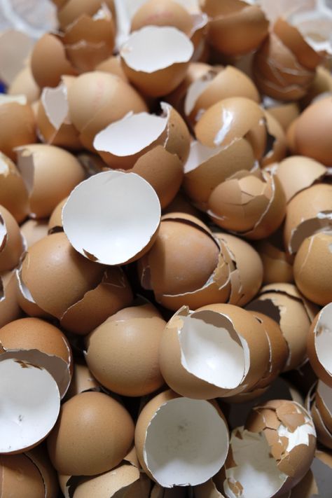 Egg Shells In The Garden, Tomato Blight, Tomato Planting, Pruning Tomato Plants, Plant Vegetables, Chicken Farming, Backyard Chicken Farming, Uses For Coffee Grounds, Egg Shell