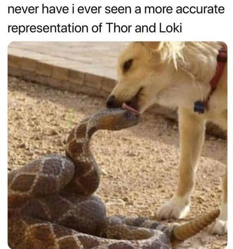 Never have i ever seen a more accurate representation of Thor and Loki – popular memes on the site ifunny.co Funny Marvel Memes, Perfectly Timed Photos, Never Have I Ever, Sketches Easy, Funny Animal Memes, Norse Mythology, Marvel Memes, Animal Memes, How To Do Yoga