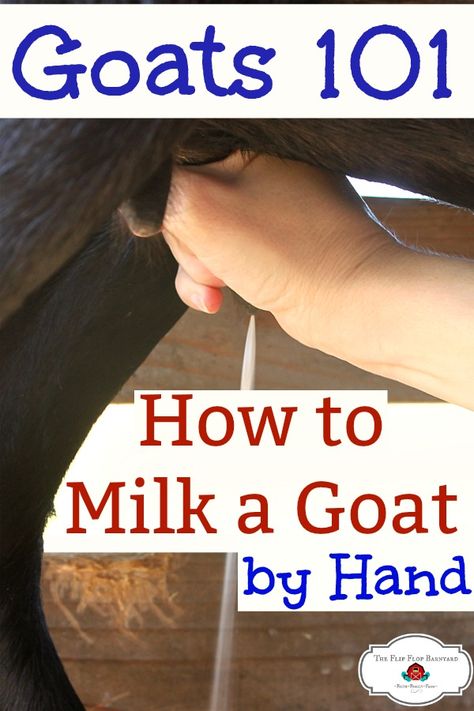 Learning how to milk a goat by hand isn't hard. Once you've been hand milking for a while it will be a breeze. You'll be so glad to have a dairy goat to milk on your homestead! via @BarnyardJen How To Milk A Goat, Things To Do With Goat Milk, Milking Goats, Breeding Goats, Wildflower Farm, Milk Goats, Keeping Goats, Goat Health, Goat Milking