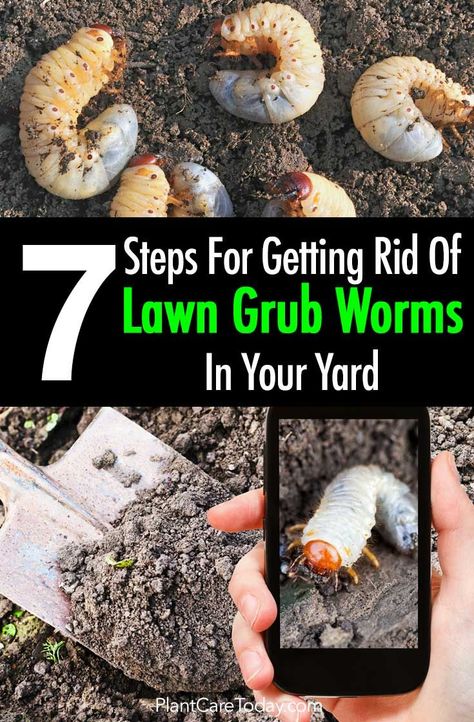 Lawn grubs - Japanese beetle larvae are notorious for destroying lawns, grub worms create brown patches you can easily pull out. [LEARN MORE] Grub Control In Lawns, Landscaping In Front Of Fence, Permaculture Aquaponics, Beetle Larvae, Grub Worms, Japanese Beetle, Lawn Pests, Cover Crops, Veggie Gardens