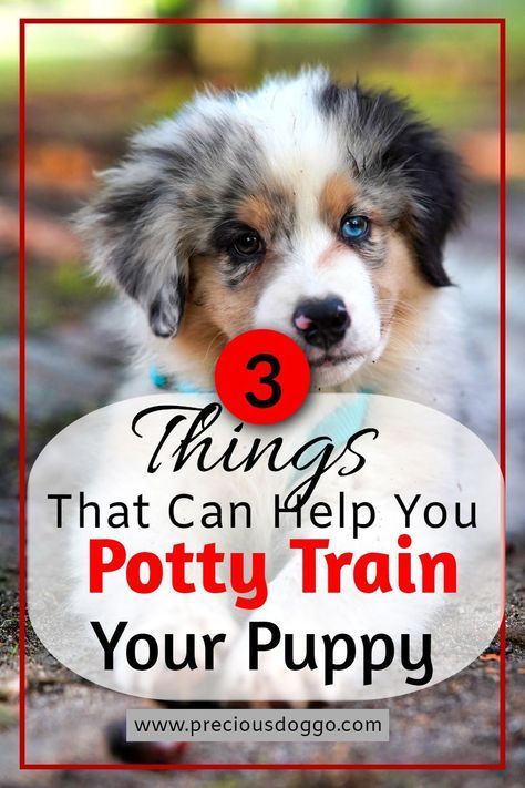 3 things that can help you potty train your puppy Training A Puppy Potty, How To Start Training Your Puppy, Puppy House Training, Best Puppy Training Tips, Best Way To Potty Train A Puppy, Potty Training A Puppy, How To Potty Train A Puppy Go Outside, How To House Train A Puppy, Potty Training Puppy Schedule