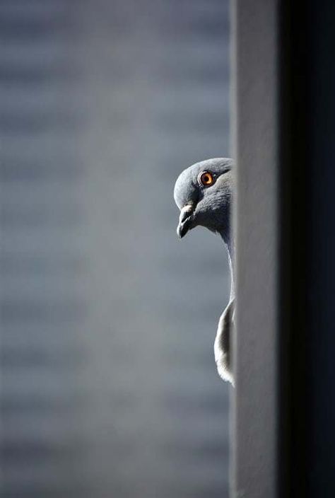 Divergence - Turning the page on Life. Cute Pigeon, Pigeon Pictures, Pigeon Breeds, Hidden Pictures, Free For Commercial Use, Funny Birds, Best Iphone Wallpapers, Unique Wallpaper, Cool Pictures Of Nature