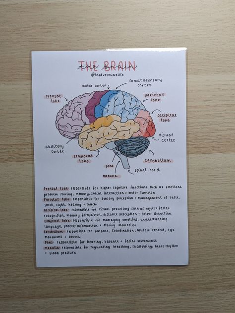 Instagram - @thatvetnurselife Email - thatvetnurselife@gmail.com As a final-year SVN, I understand how difficult it is to study for exams and work full-time in practice. I would like to share my resources to help you have a work-life balance and relieve some of the stresses involved.  A PHYSICAL LAMINATED A4/A5 copy of my 'the brain' illustrated poster. This poster is designed to familiarise yourself with important parts of the brain and what they are responsible for. Illustrated by myself, I have created this poster with the functions of each part of the brain. I have tried my best to make it as concise and basic to make it easy to follow. This is a great poster to study and learn the parts of the brain and particularly the functions of the lobes. Stick it on your fridge, in work or keep Brain Anatomy And Physiology, Parts Of The Brain And Its Function, Parts Of The Brain Anatomy, Brain Anatomy And Function Notes, Revision Poster Ideas Aesthetic, Biology Brain Notes, Science Related Posters, Parts Of The Brain And Function, Brain Labeled Diagram