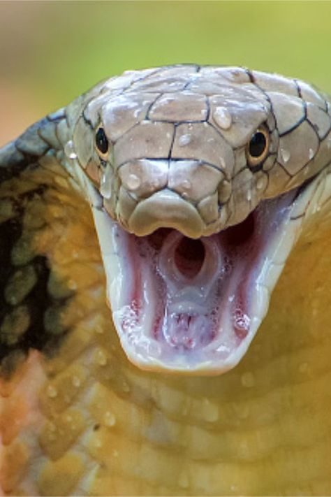 After a snouted cobra bit his testicles, a Dutch tourist's relaxing South African vacation turned into a horrific nightmare. African Vacation, King Cobra Snake, Boa Constrictor, Cobra Snake, King Cobra, Nature Instagram, I Am Worthy, Blink Of An Eye, Travel And Tourism