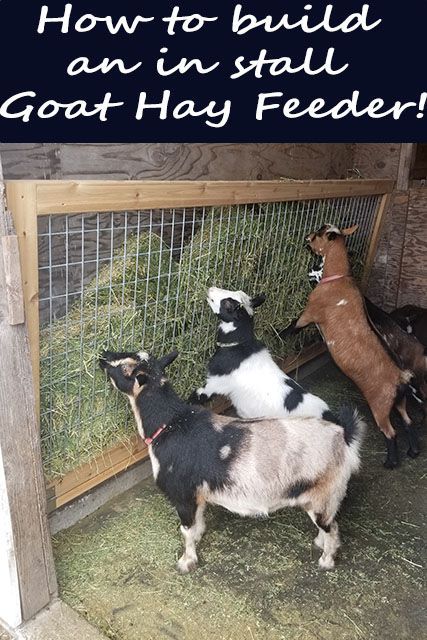 Goat Farming Ideas, Goat Fencing, Goat Hay Feeder, Milk Goats, Goat Feeder, Goat Playground, Keeping Goats, Goat Shed, Goat Shelter