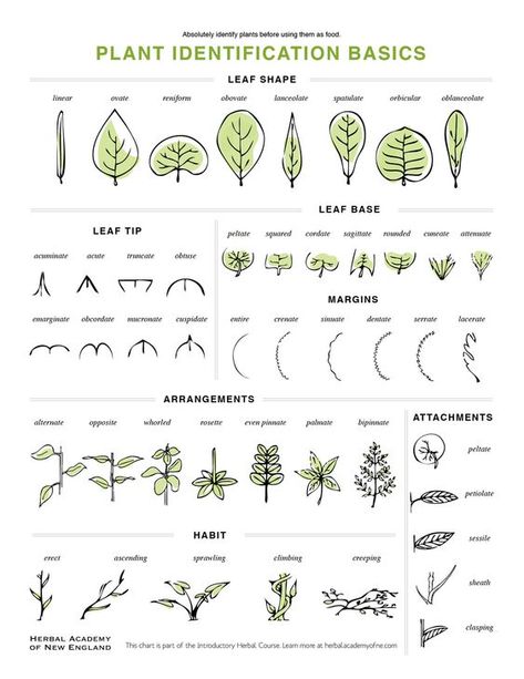 Plant Identification, Garden Path, Easy Garden, Nature Journal, Plant Mom, Planting Herbs, Types Of Plants, The Plant, Herb Garden