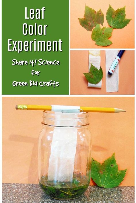 Try this creative fall science experiment with leaves. Kids can do this leaf color experiment to study colors, leaf pigments... Leaf Lesson Plans, Photosynthesis Activities, Leaf Lessons, Plant Experiments, Creative Curriculum Preschool, Color Experiment, Fall Science, Green Crafts For Kids, Plant Study