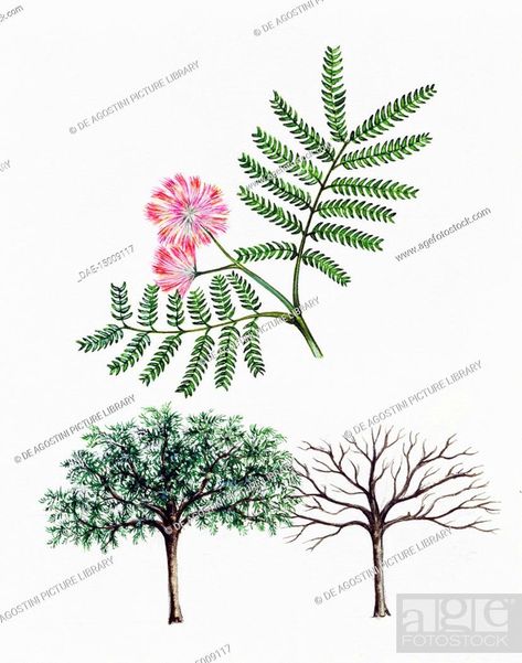 Persian Silk Tree Tattoo, Persian Silk Tree, Albizia Julibrissin, Wildflower Tattoo, Silk Tree, Tree Tattoo, Tree Leaves, Leaf Art, Picture Library