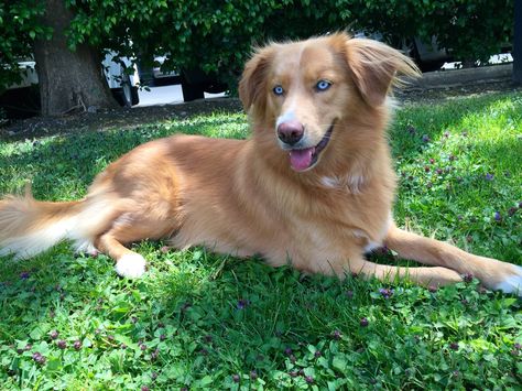 Aussie golden husky mix Golden Retriever Aussie Mix Puppy, Golden Retriever Husky Mix Full Grown, Golden Retriever Mixed With Aussie, Golden Retriever Australian Shepherd, Golden Retriever Husky Mix, Golden Husky, Australian Shepherd Husky, Wolfdog Hybrid, Golden Retriever Husky