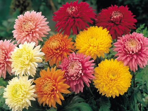 Flower Colouring In, Mosquito Plants, November Birth Flower, October Flowers, Lavender Benefits, Chinese Flower, Best Perennials, Chrysanthemum Flower, Golden Flower