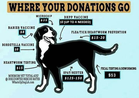 *** I LIKE THIS. Informative, to the point. Animal Sanctuary Ideas Design, Dog Rescue Ideas, Idea For Poster, Animal Shelter Donations, Animal Shelter Fundraiser, Dog Fundraiser, Animal Rescue Ideas, Veterinarian Technician, Animal Awareness