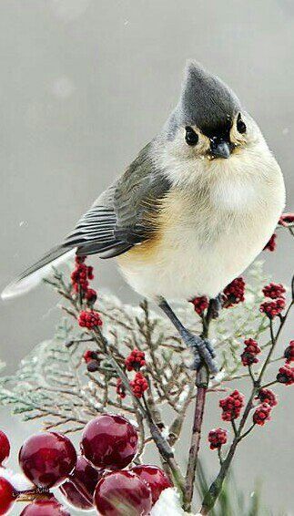 Maxwell Caulfield (@maxcaulfield) | Twitter Tufted Titmouse, Winter Bird, Images Vintage, Winter Forest, Bird Pictures, Exotic Birds, Bird Drawings, Pretty Birds, Bird Photo