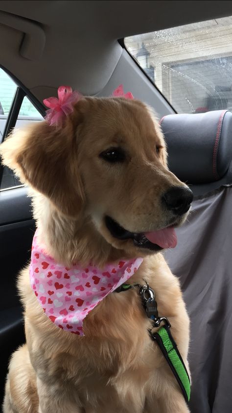 A Dog, Golden Retriever, Cute Dogs, Dogs, Animals, Pink