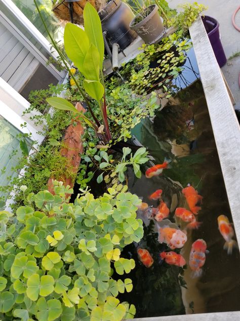 Above Ground Goldfish Pond, Koi And Goldfish Pond, Fancy Goldfish Pond, Mini Goldfish Pond, Indoor Goldfish Pond, Ranchu Fish Tank, Ranchu Goldfish Tank, Goldfish Pond Ideas, Goldfish Tank Ideas