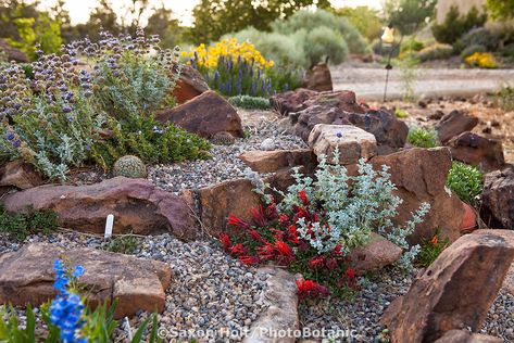 New Mexico rock garden with heat tolerant, drought tolerant plants; David Salman garden Low Maintenance Rock Garden Ideas, Low Maintenance Rock Garden, Stream Landscaping, Crevice Garden, Utah Red Rocks, Dry Stream, High Desert Landscaping, Rock Garden Ideas, Arid Landscape