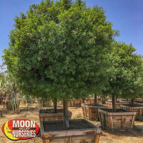 Tree Hedge, Mastic Tree, Hedge Trees, Desert Trees, Tree Growth, Living Fence, Arizona Landscape, Backyard Plants, Farmhouse Landscaping