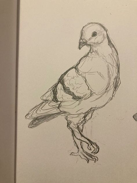 Pigeon Sketch Drawings, Pigeon Drawing Reference, Pigeons Drawings, Pigeon Art Drawing, Bird Reference Drawing, Birds Drawing Pencil, Cute Pigeon Drawing, Pigeon Reference, Pigeons Drawing