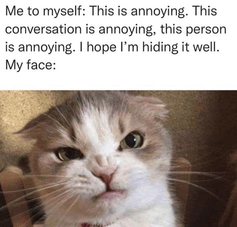 20+ Sassy Memes for Cranky Ladies Who Have More Attitude Than Any Man Can Handle (January 26, 2023) - CheezCake - Parenting | Relationships | Food | Lifestyle Animals Doing Funny Things, Memes Br, Work Memes, Funny Cat Memes, Work Humor, Animal Memes, Bones Funny, Videos Funny, Funny Cute